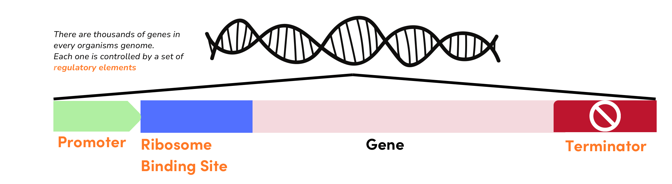 Promoter, ribosome binding site, gene, terminator