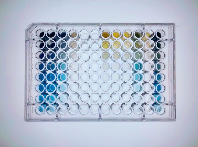 A 96 well plate of indigo and controls